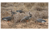 Avian-X AXP Specklebelly Goose Decoy FusionPack. CHICKEN PIECES.