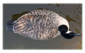 Avian-X Topflight Honker Floater Canada Goose Decoys. CHICKEN PIECES.