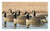 Avian-X Topflight Honker Floater Canada Goose Decoys. CHICKEN PIECES.