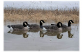 Avian-X Topflight Lessers Floating Goose Decoys. CHICKEN PIECES.