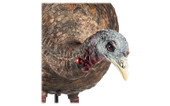 Avian-X LCD Feeder Hen Turkey Decoy. CHICKEN PIECES.