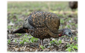 Avian-X LCD Feeder Hen Turkey Decoy. CHICKEN PIECES.