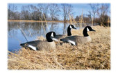 Higdon Outdoors Standard Canada Goose Shell Decoys (1 Relaxed Sentry, 2 Preeners, & 3 Resting Decoys). CHICKEN PIECES.