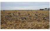 Mayhem Decoys Flocked-Head Lesser Canada Goose Decoys (4 Resters & 8 Feeders). CHICKEN PIECES.