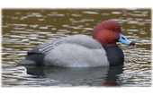 Avian-X Topflight Red Head Duck Decoys.CHICKEN PIECES