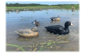 MOJO Outdoors Coot Confidence Duck Decoy 6-Pack. CHICKEN PIECES