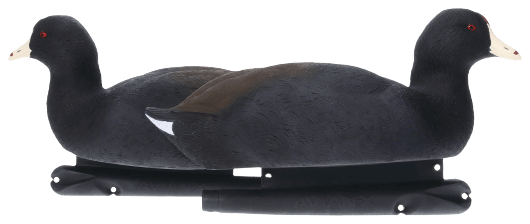 Avian-X TopFlight Coot Decoys