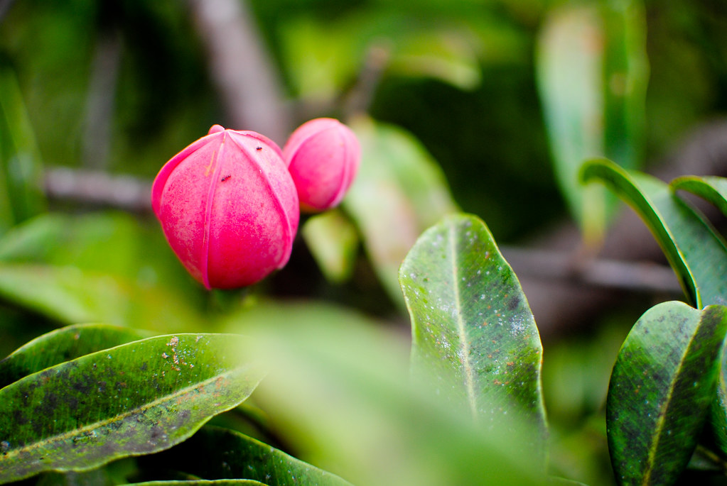 bacuri-flower.jpg