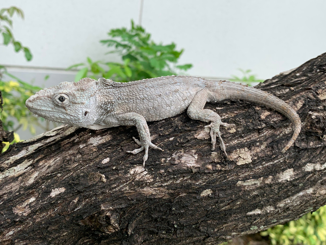Lizards for sale