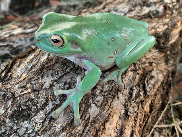 Frogs for sale