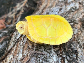 Turtles for sale