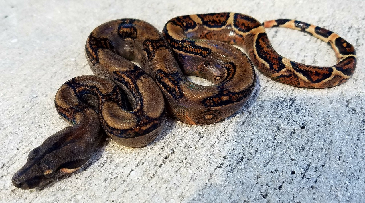 Sonoran Dwarf Boas for sale | Snakes at Sunset