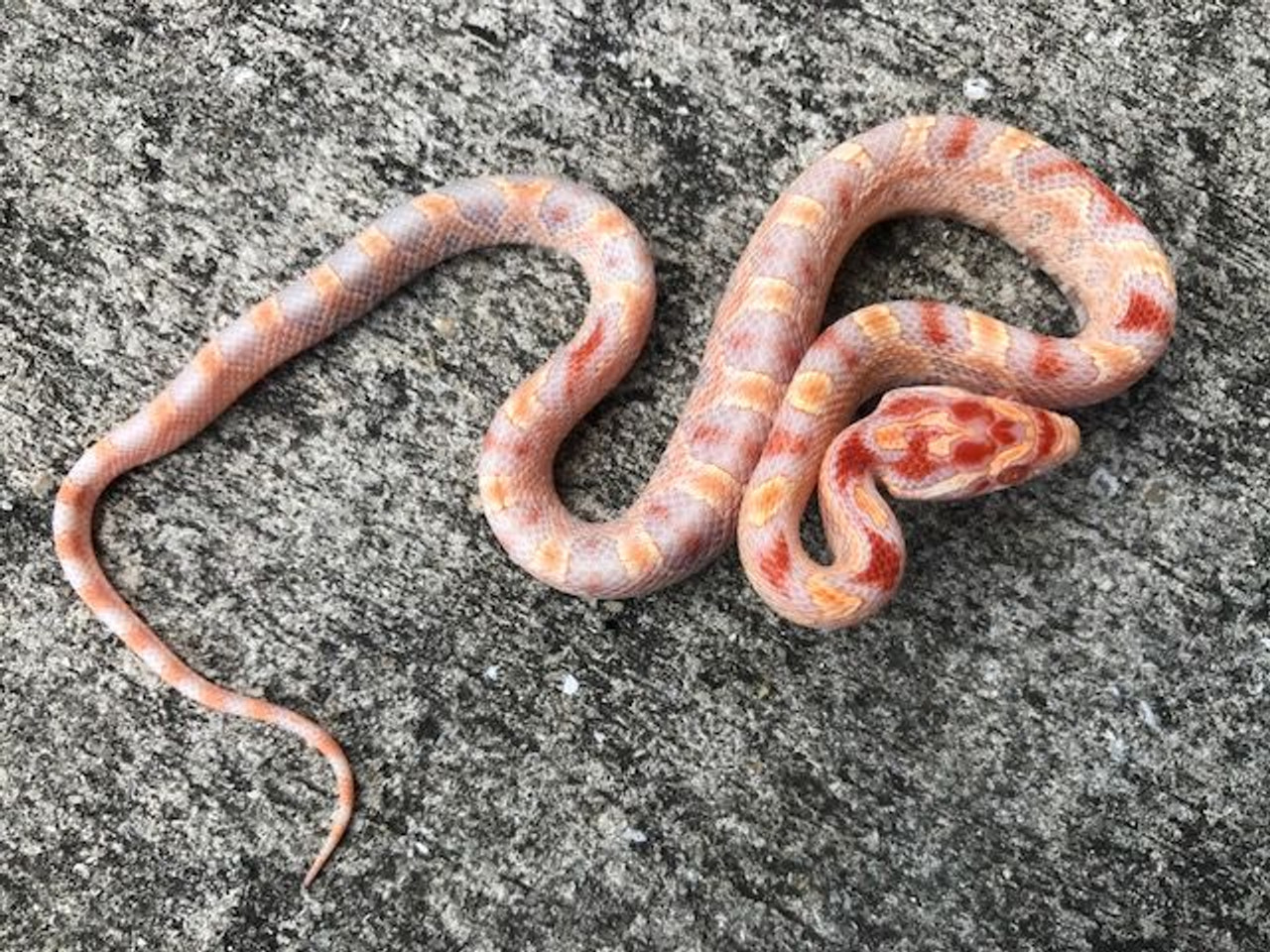 Extreme Okeetee Butter Corn Snakes for sale Snakes at Sunset