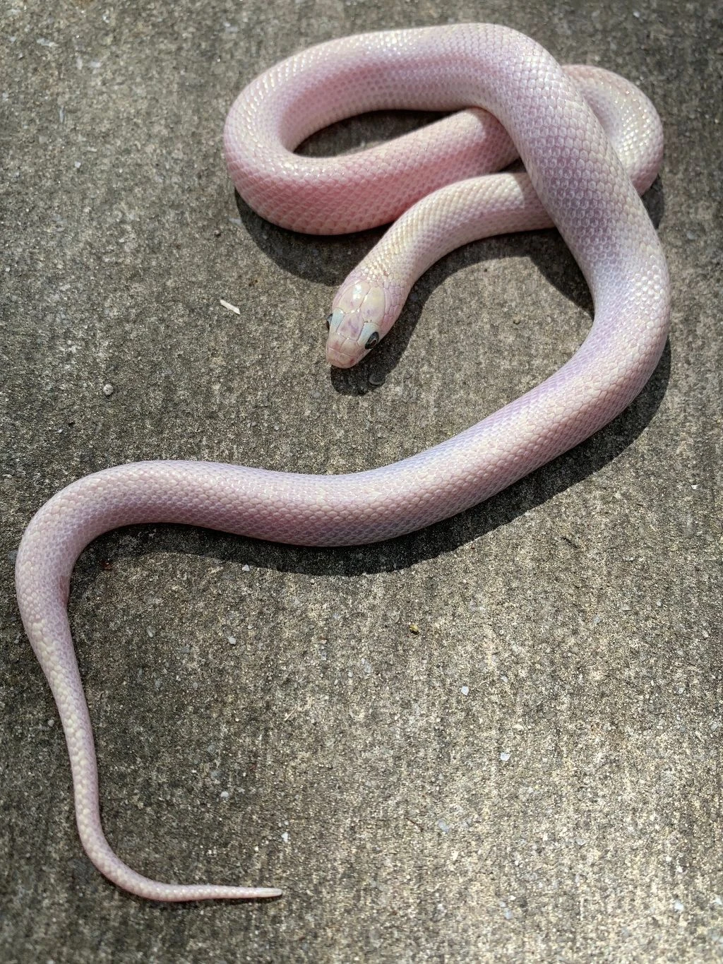Hypo Brooks King Snakes for sale | Snakes at Sunset