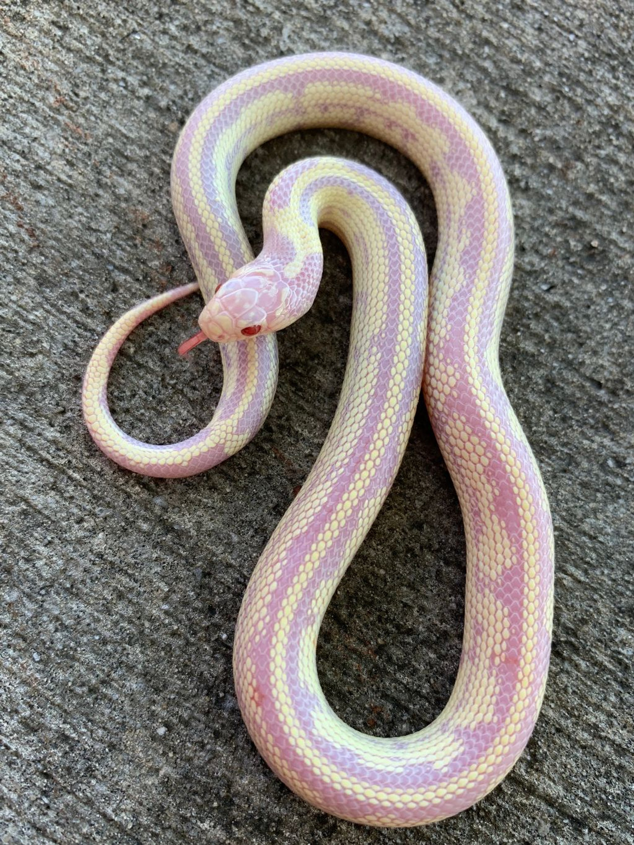 Albino Banana California King Snake for sale | Snakes at Sunset