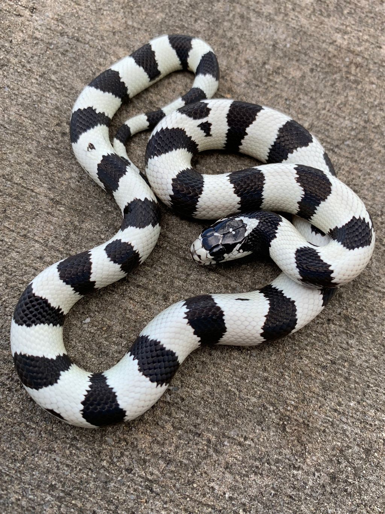 California King Snake for sale Snakes at Sunset