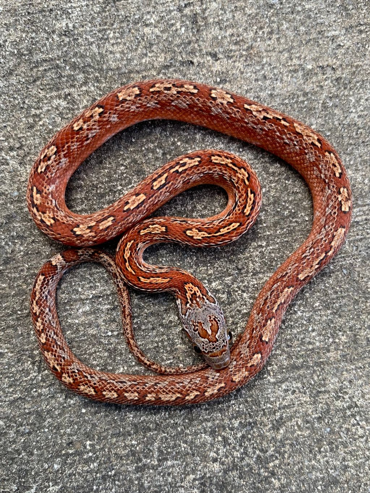 fire tessera corn snake