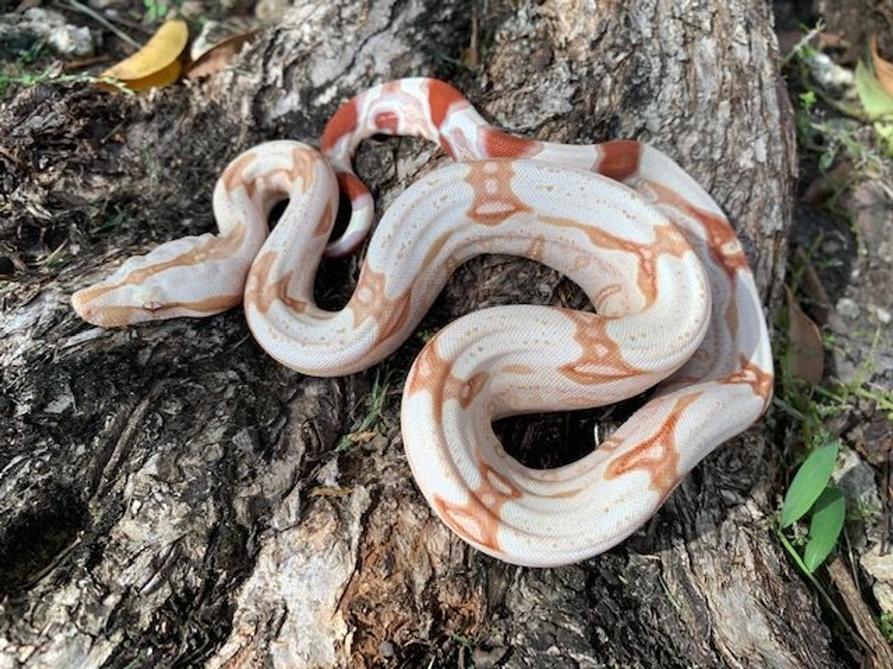 large red tail boa