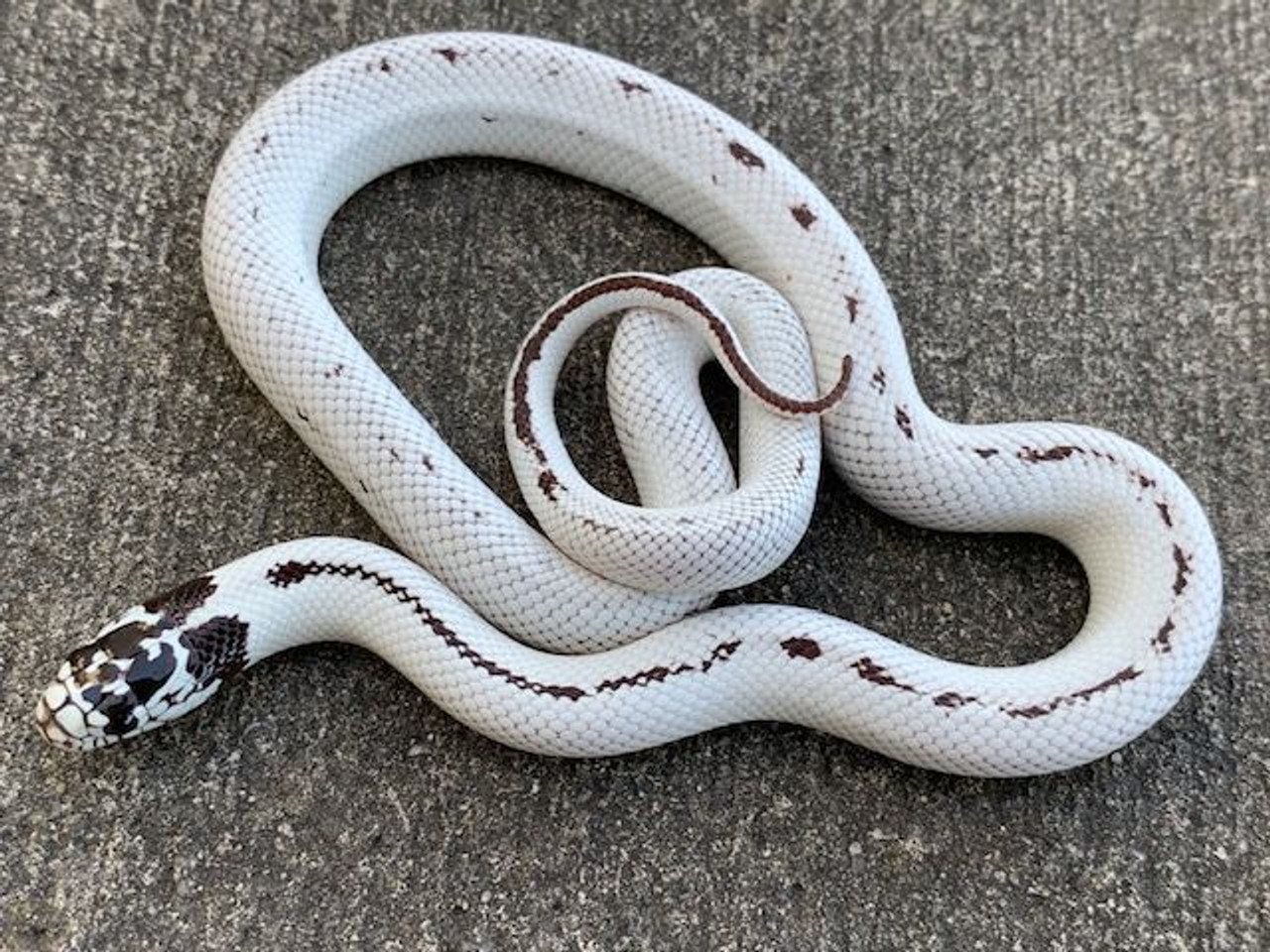 Albino Speckled King Snake for sale Snakes at Sunset