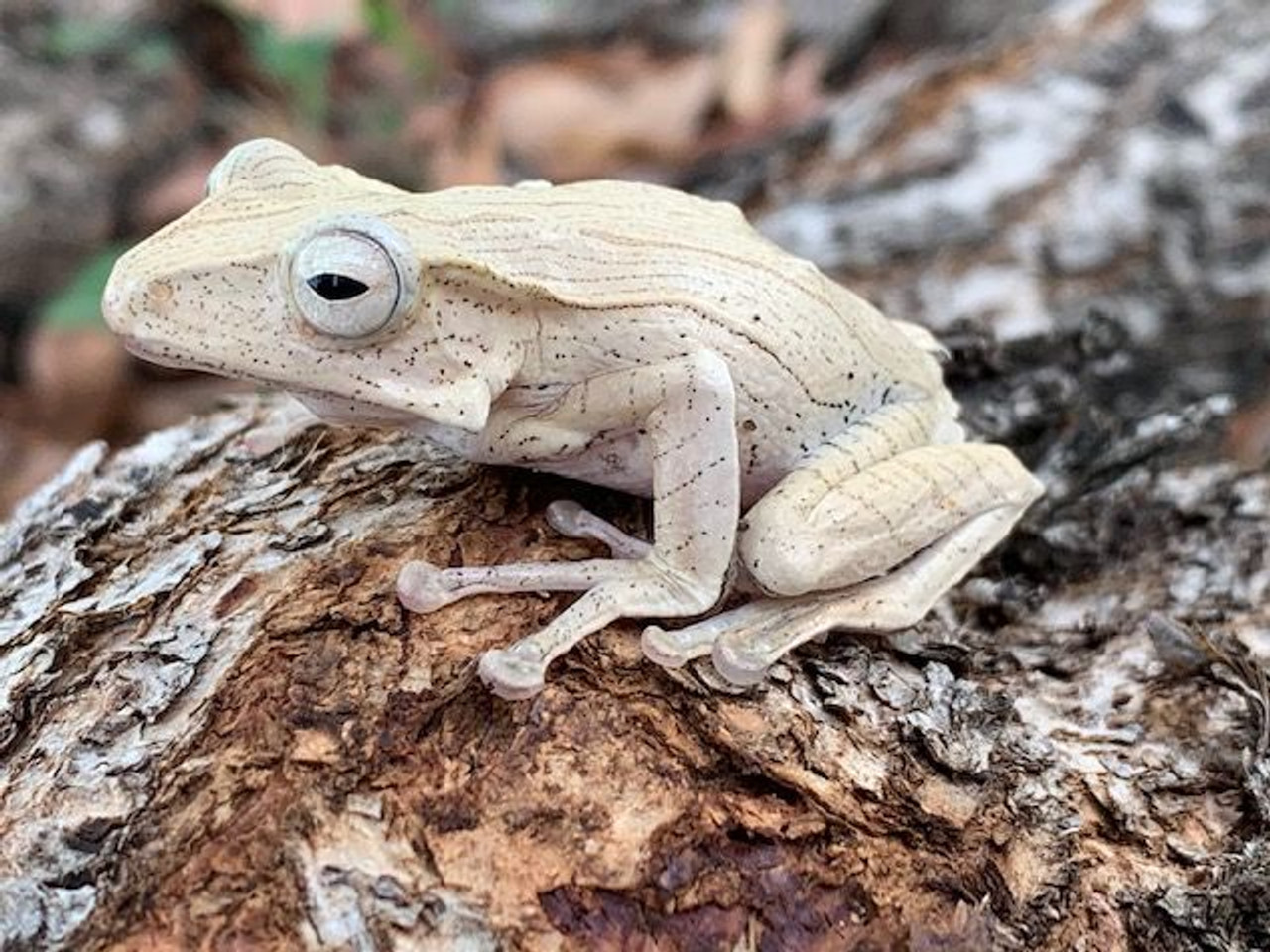 Tree Frogs For Sale