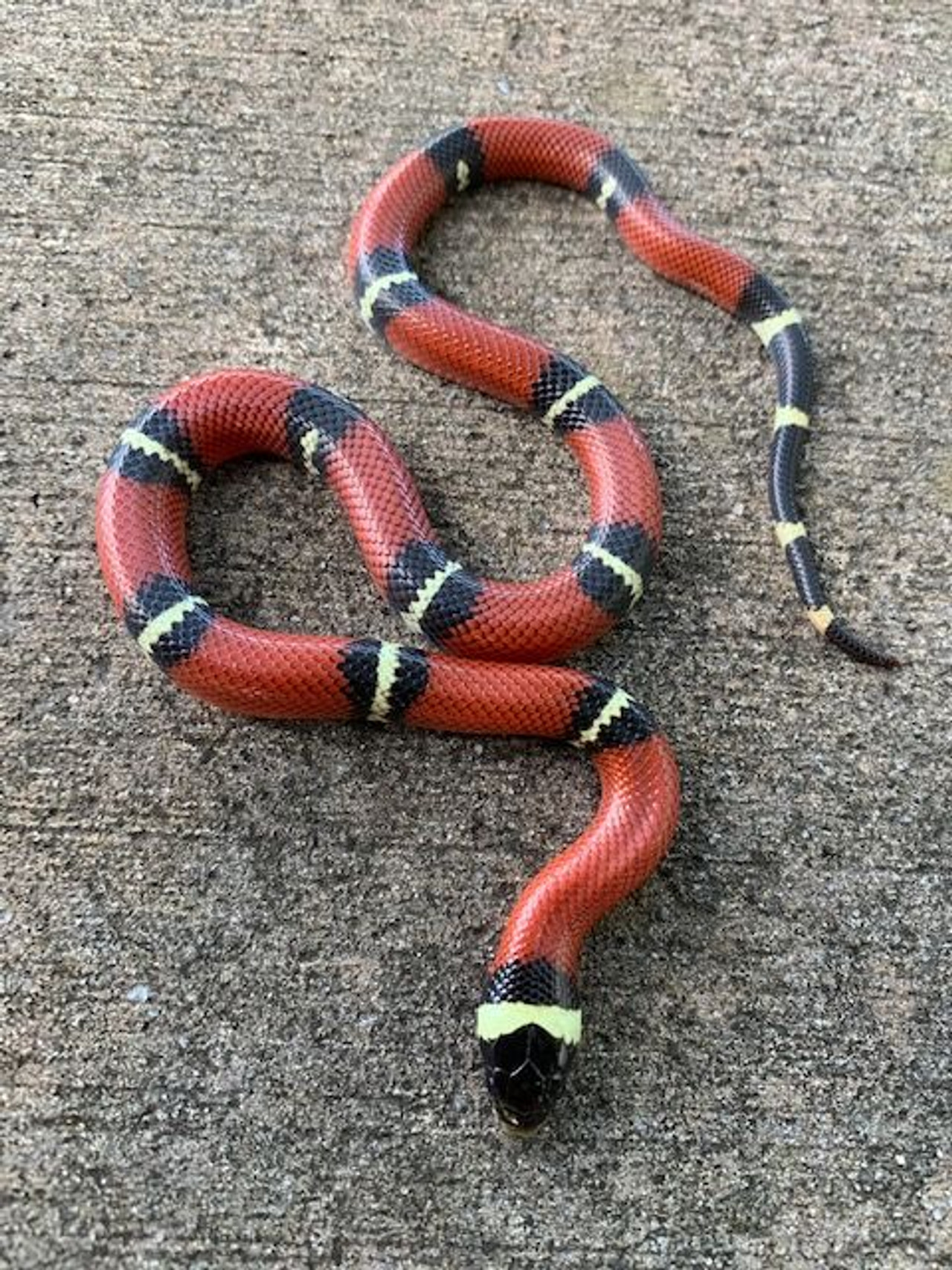 tri color milksnake