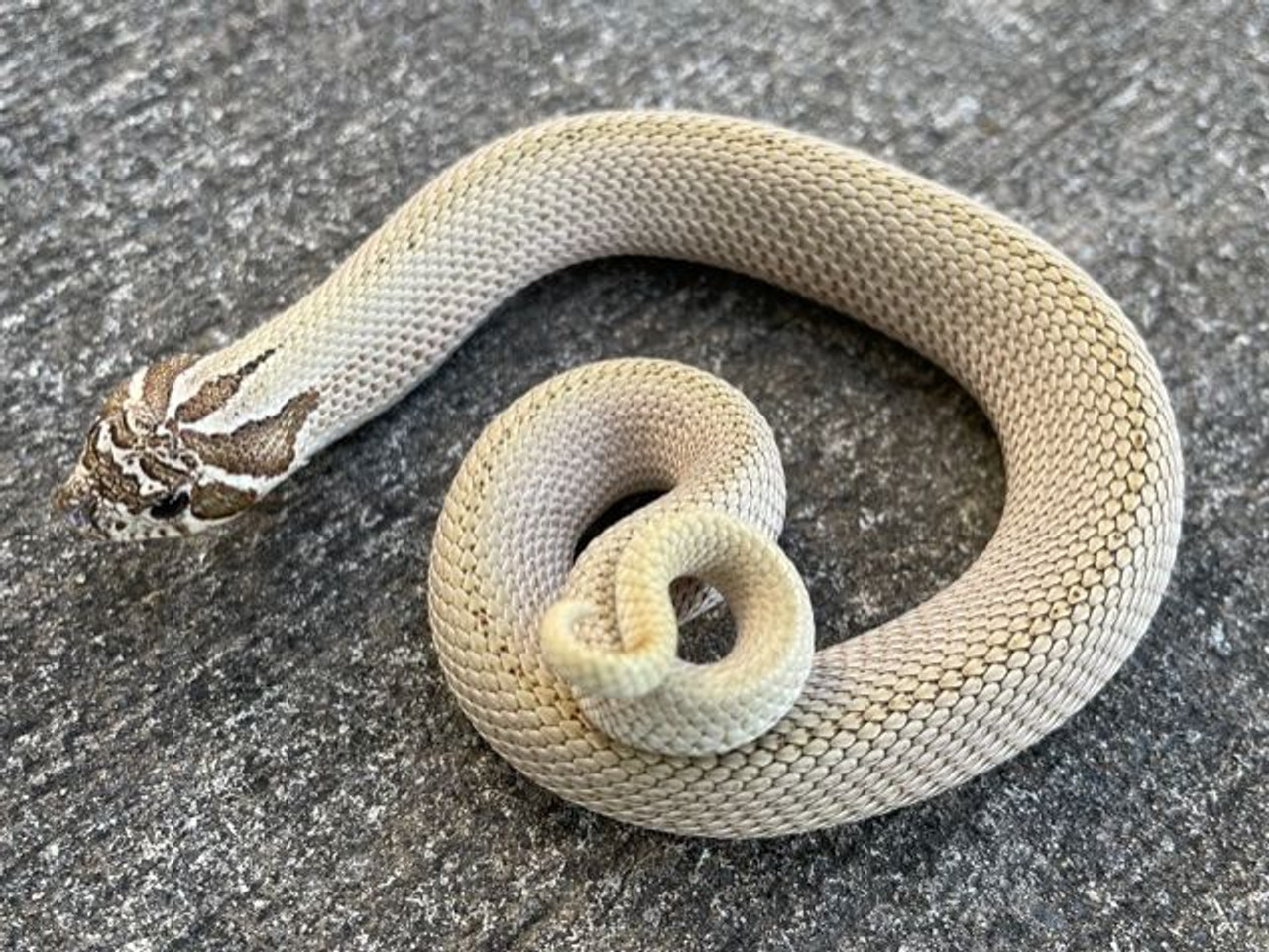Toffee Glow Western Hognose Snake for sale Snakes at Sunset Toffee Glow Western Hognose Snake for sale Snakes at Sunset
