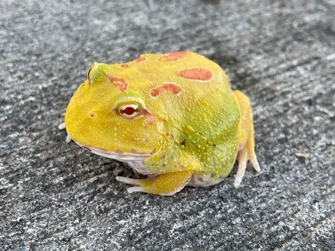 pac man frog