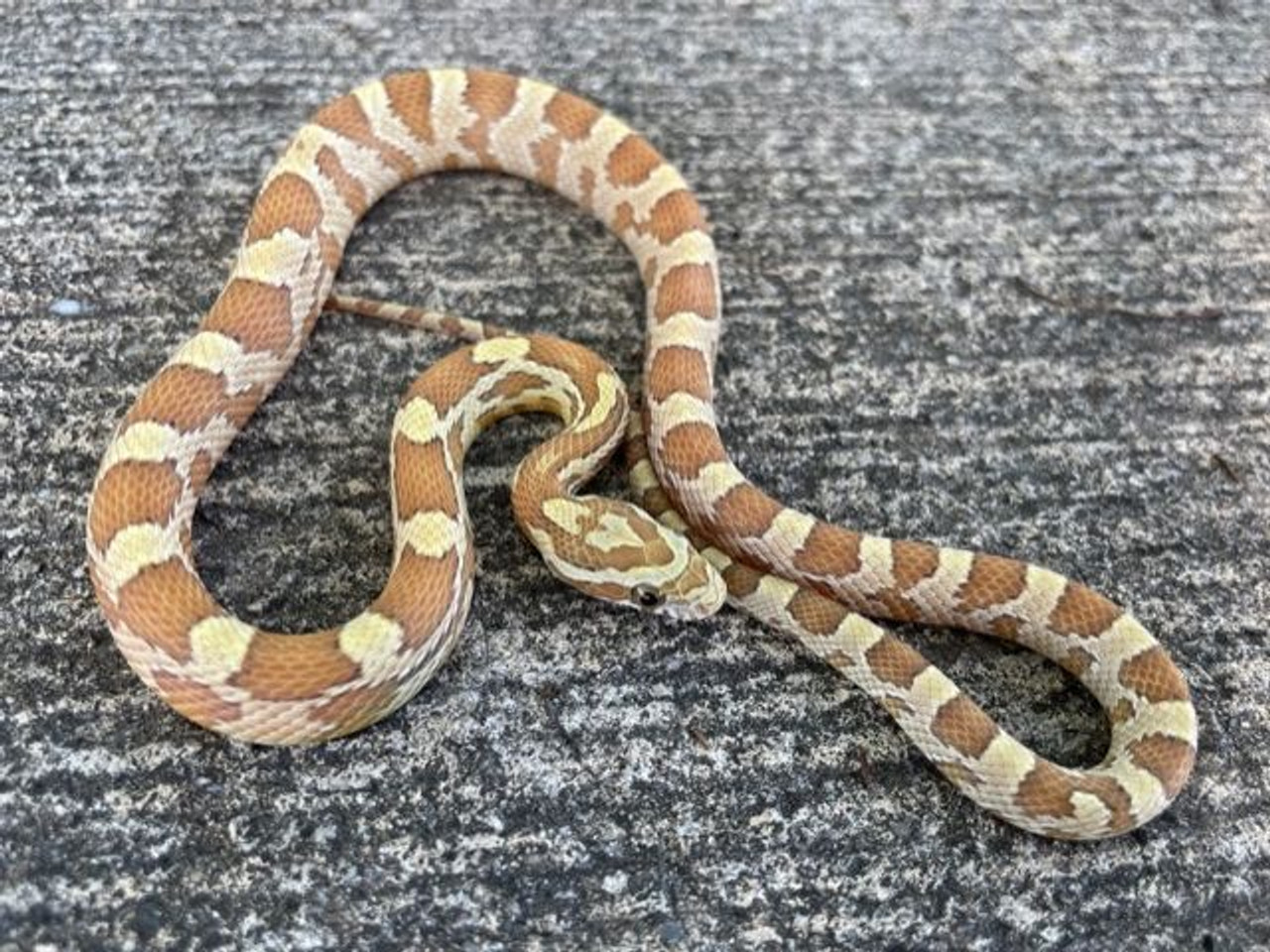 Caramel Corn Snakes for sale Snakes at Sunset