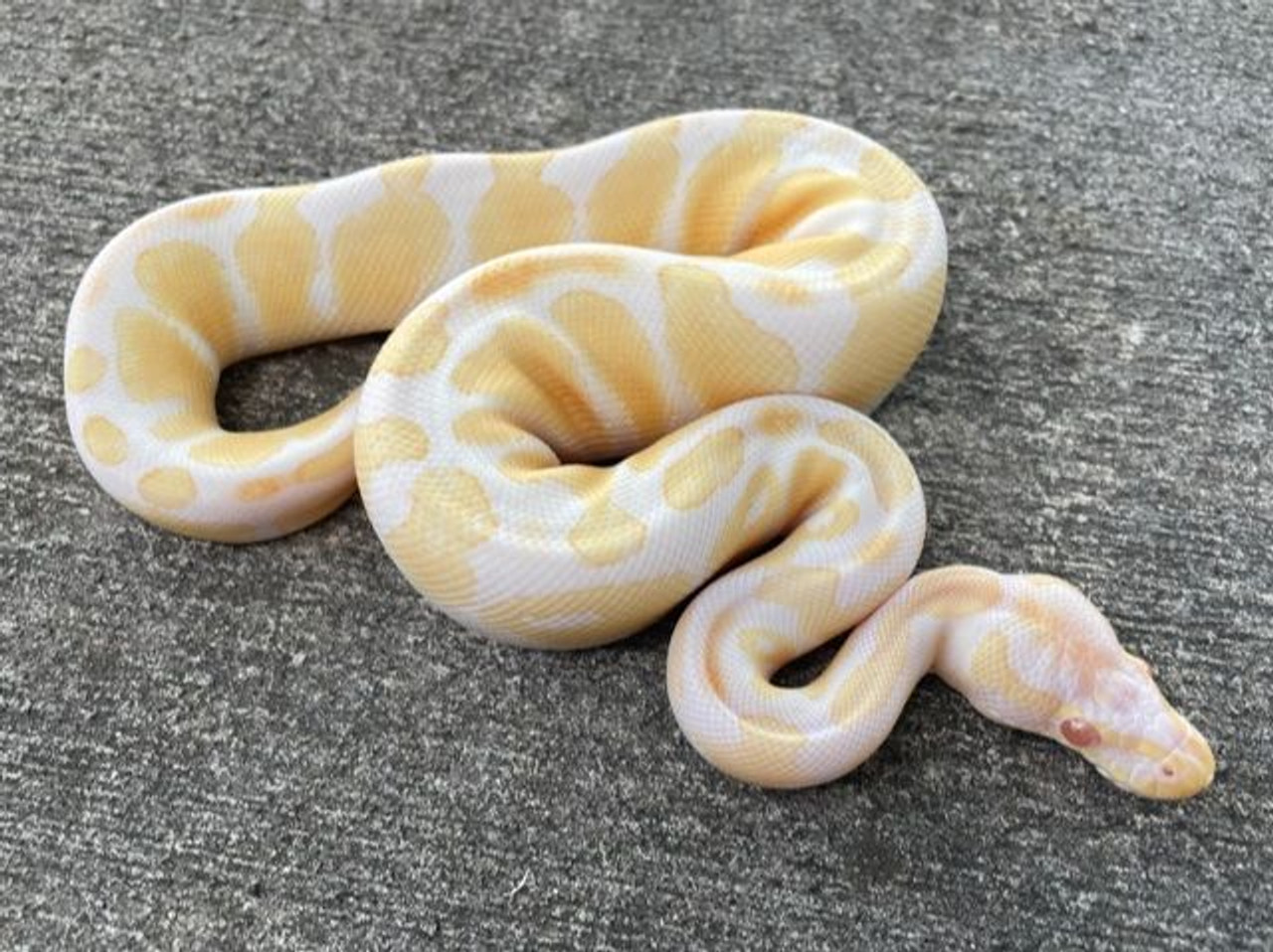Albino Ball Python For Sale