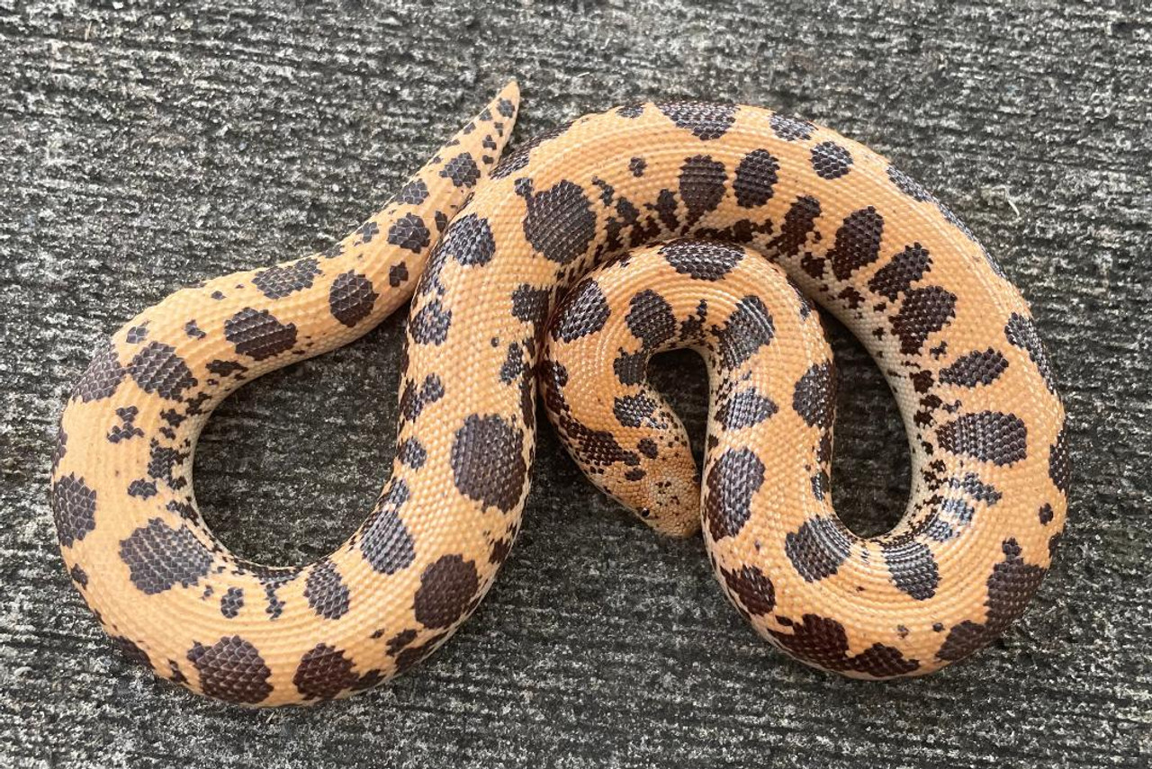 Snakes For Sale | View our Snakes | Snakes at Sunset