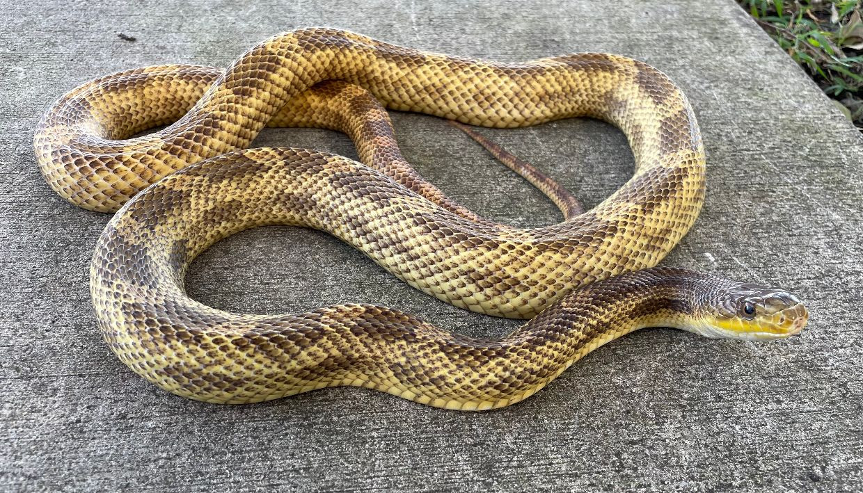 Curated visual reference: Captive Bred Snake Feed For Sale Reference: Rat Snakes For Sale Captive Bred Rat Snake Species
