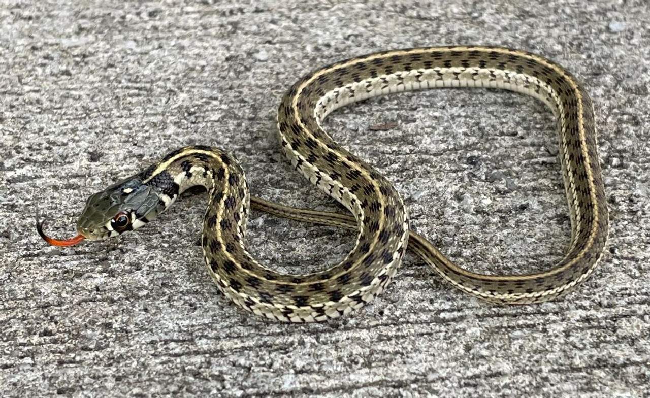 Albino Garter Snakes for Sale