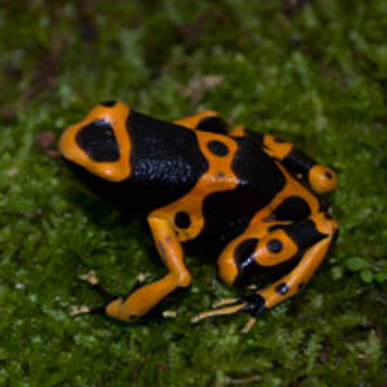 dart frogs for sale