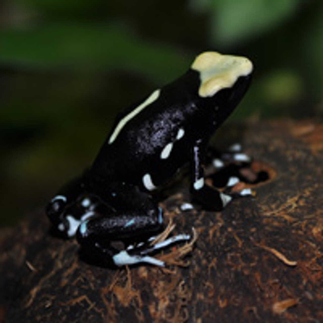 Blue Azureus Dart Frog For Sale