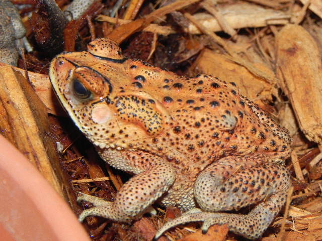 Giant Suriname Marine Toad for sale Snakes at Sunset