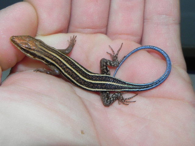 other-lizards-for-sale