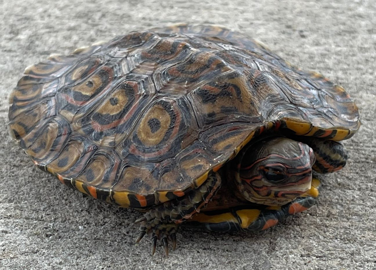 Baby Ornate Box Turtles for sale Snakes at Sunset