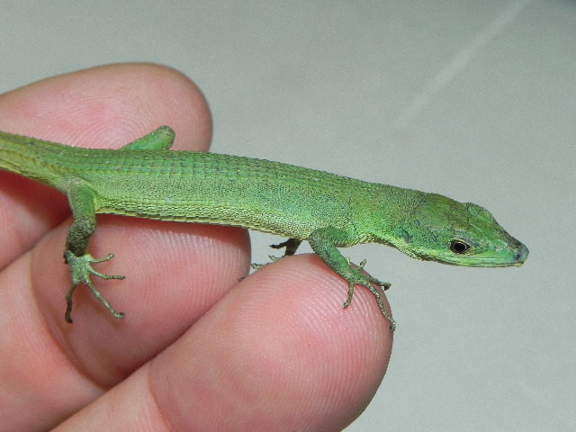 Japanese Long Tail Lizard for sale