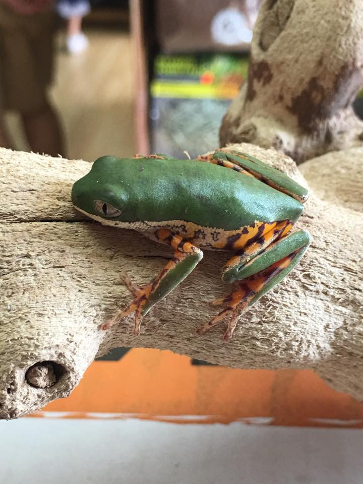 Tree Frogs For Sale