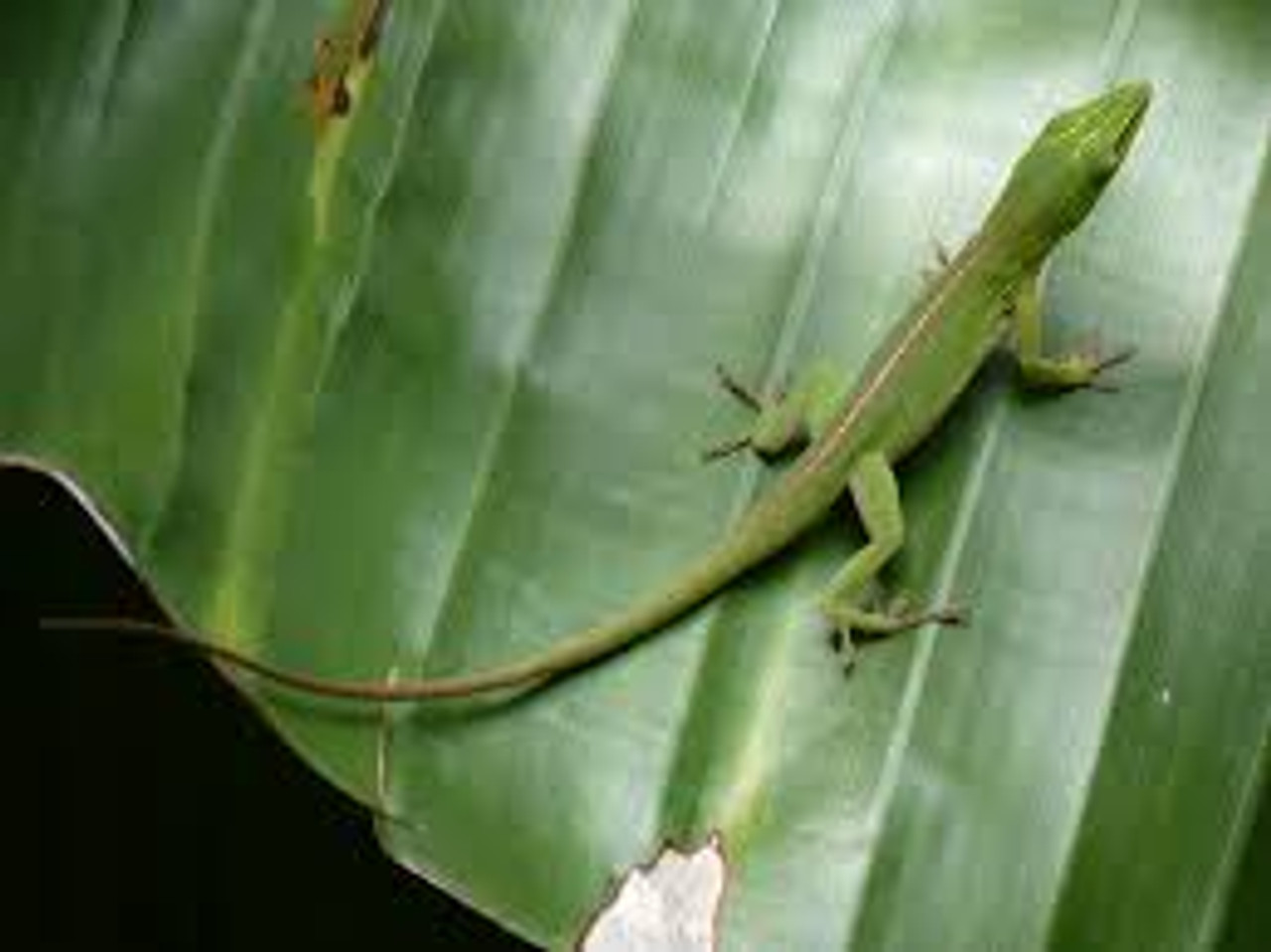 Green Anoles for sale Snakes at Sunset