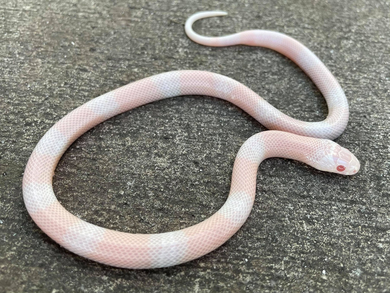 Snow Honduran Milk Snakes for sale | Snakes at Sunset