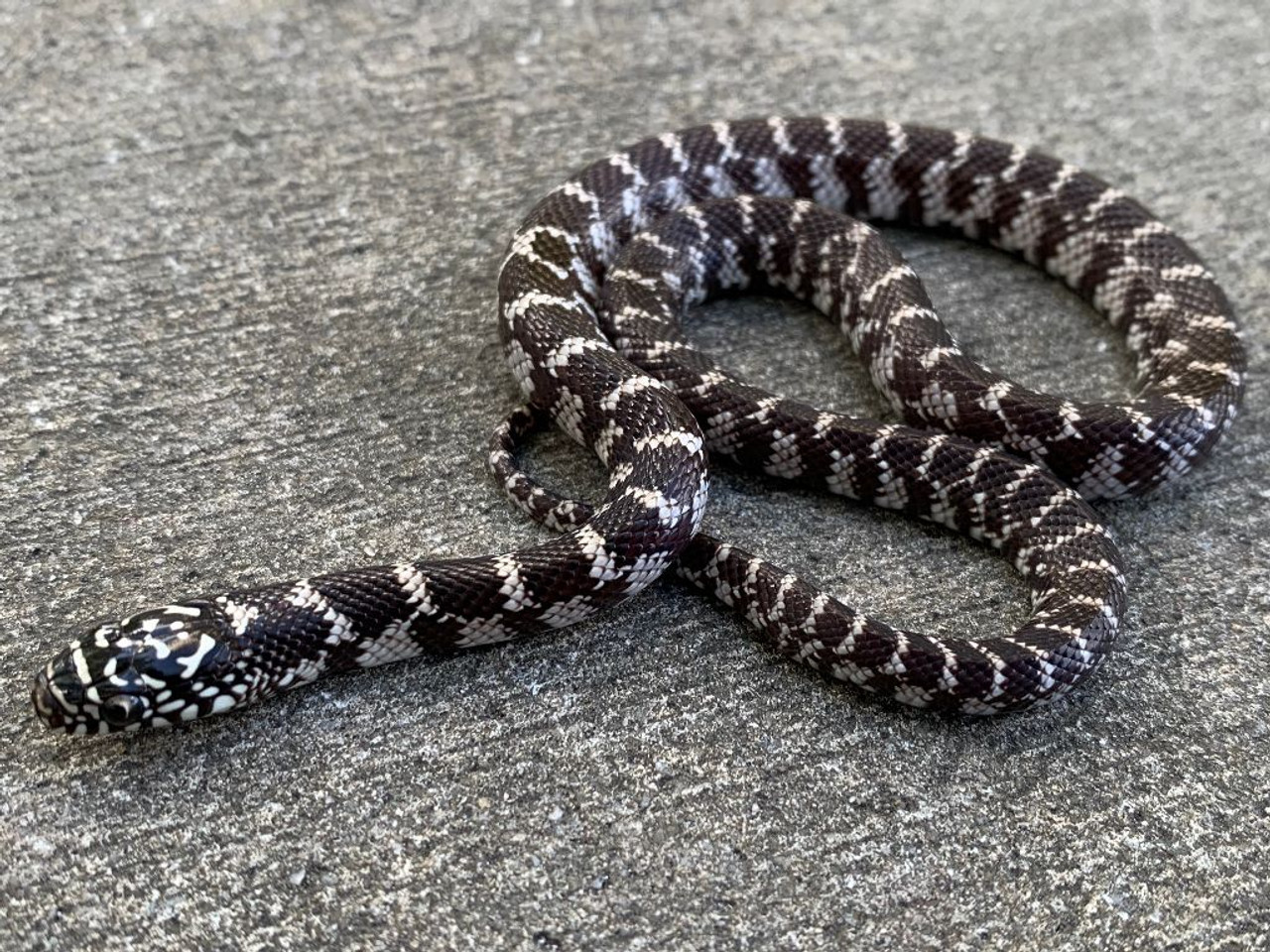 Anerythristic Florida King Snakes for sale Snakes at Sunset