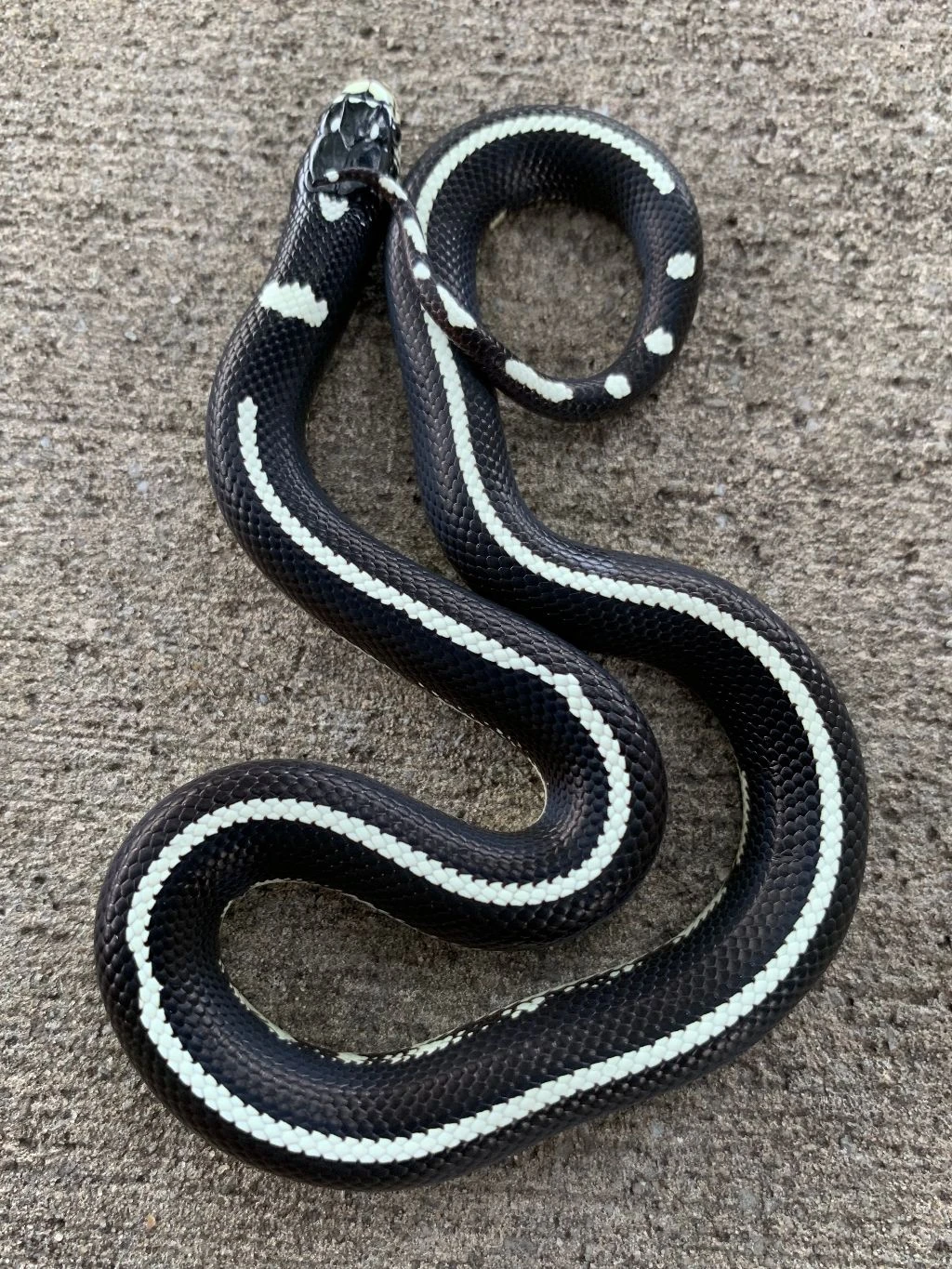Albino Striped California King Snake for sale | Snakes at Sunset