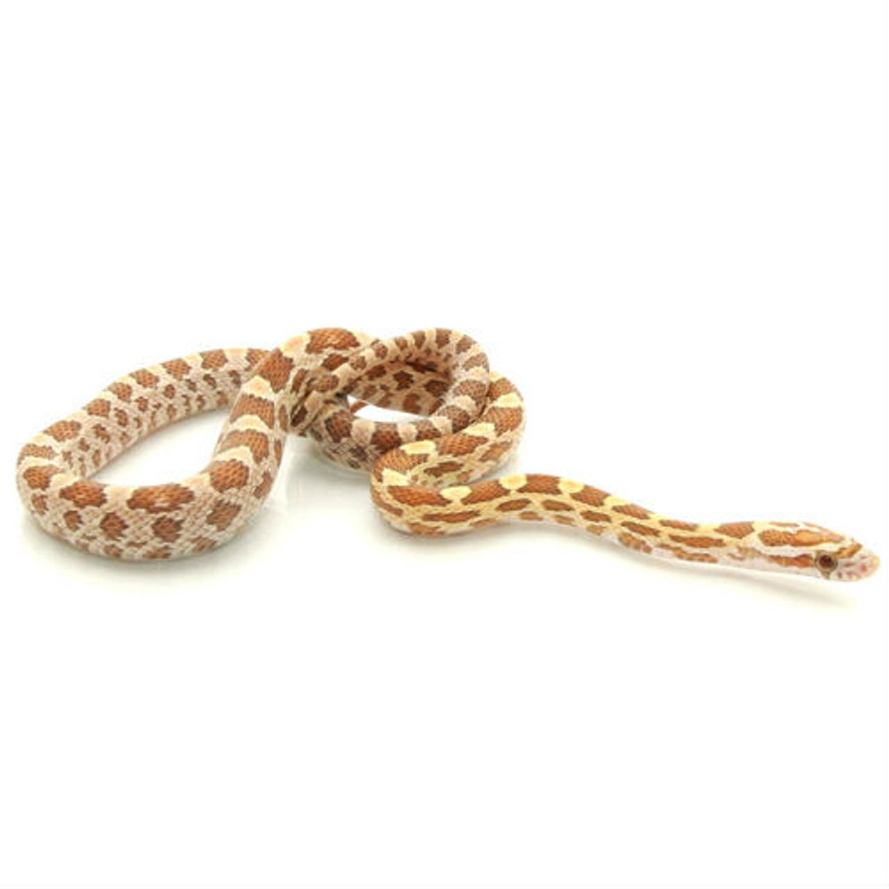 Gold Dust Corn Snake for sale | Snakes at Sunset