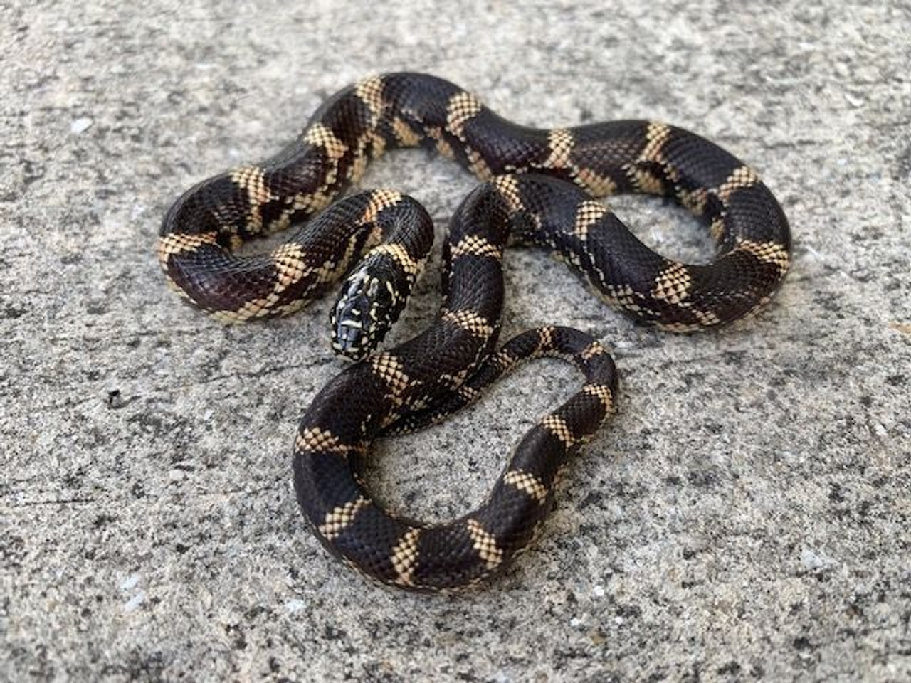 Eastern Chain King Snakes for sale Snakes at Sunset