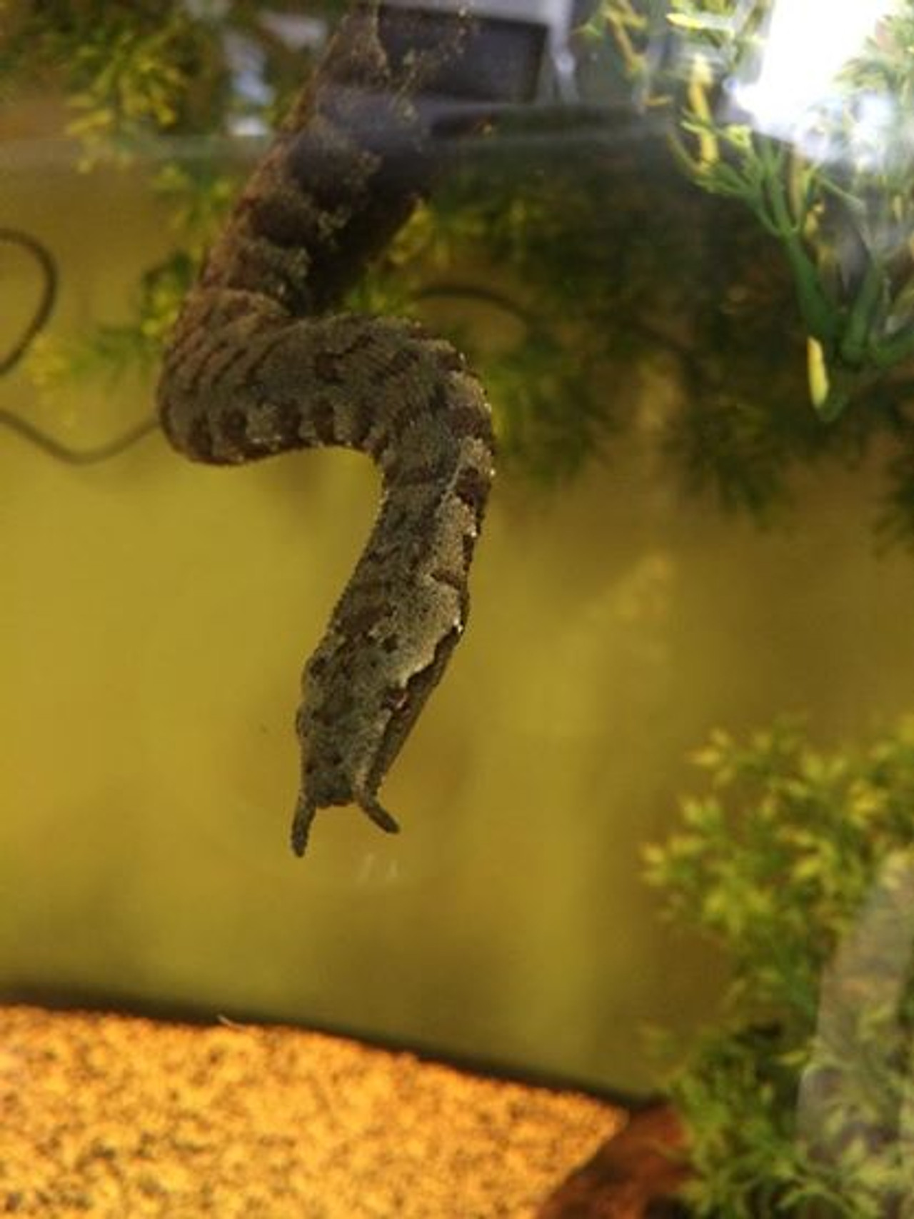 Tentacled Snake for sale Snakes at Sunset