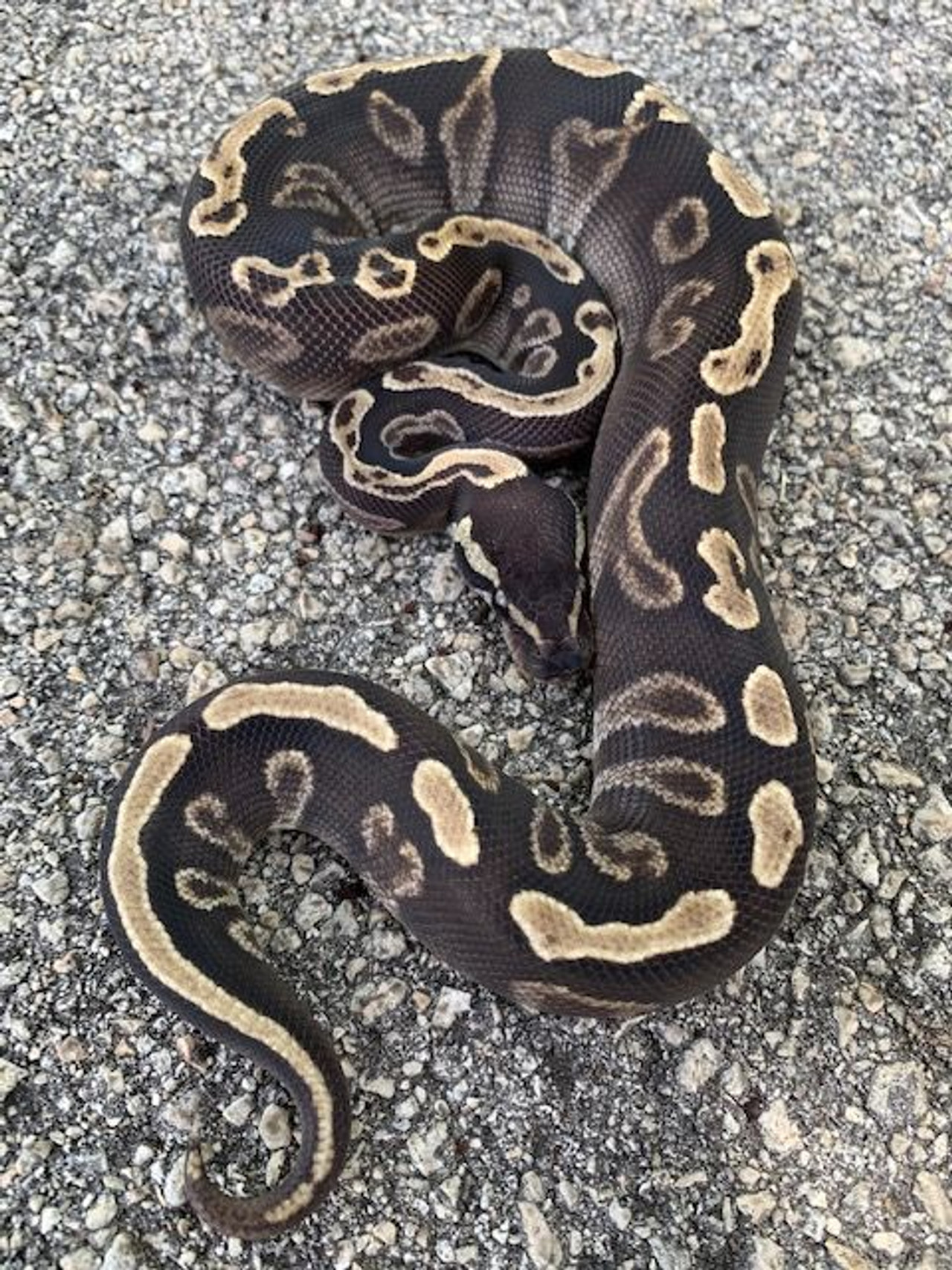 Mojave Pastel Ball Pythons for sale | Snakes at Sunset