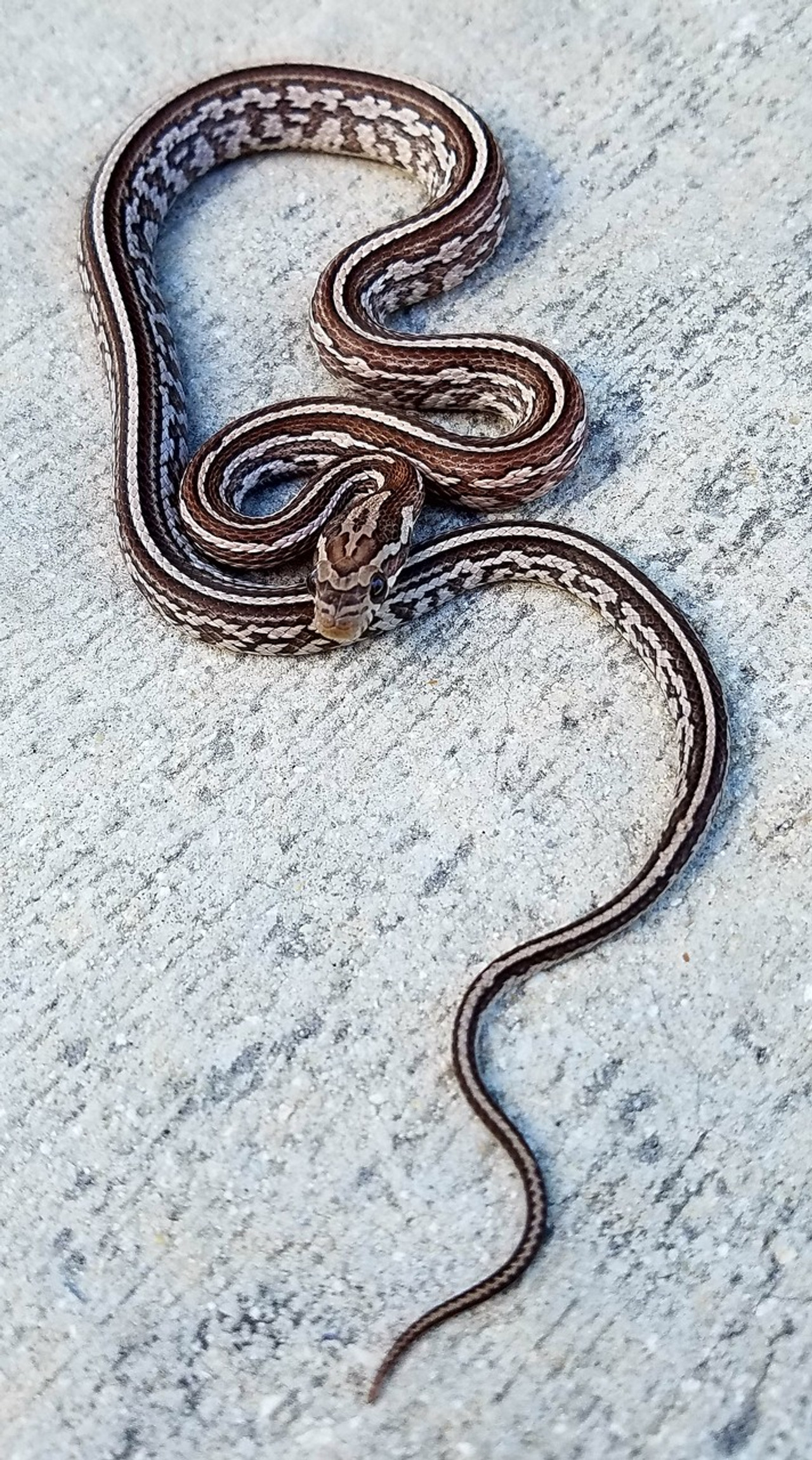 blizzard tessera corn snake