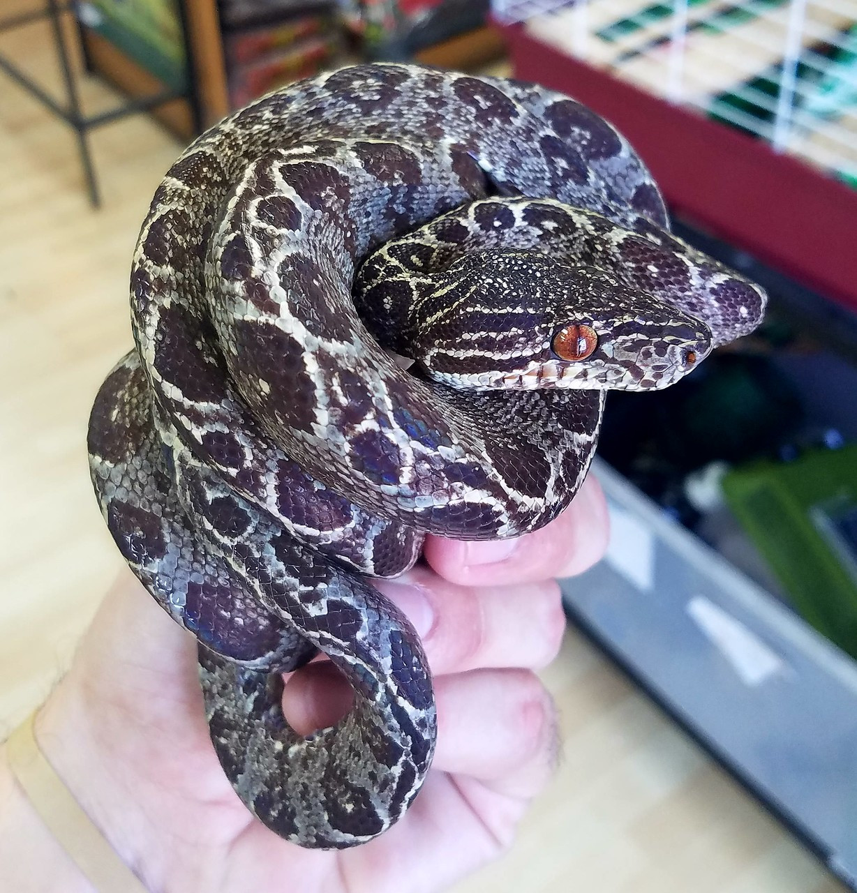 Garden Phase Amazon Tree Boa for sale | Snakes at Sunset