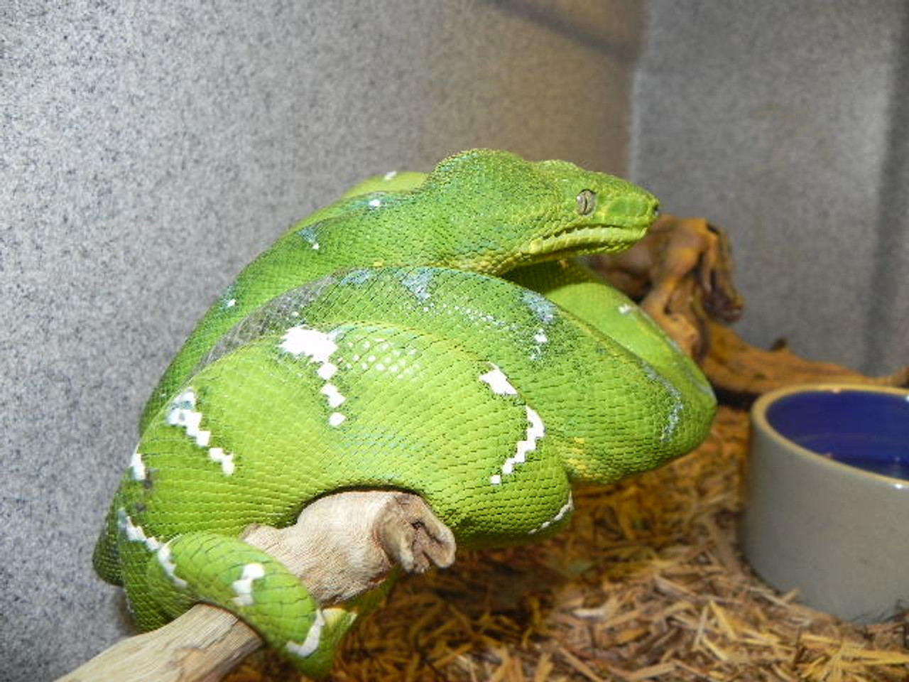 Emerald Tree Boa For Sale